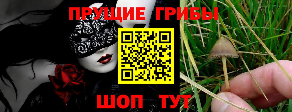Псилоцибиновые грибы мицелий Краснодар